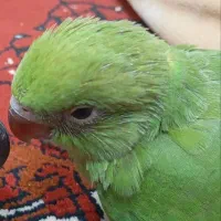 ملنگو|پرنده|گنبد کاووس, |دیوار