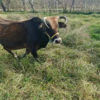 گاو فروشی.چهار ماهه حامله|حیوانات مزرعه|تالش, جوکندان|دیوار