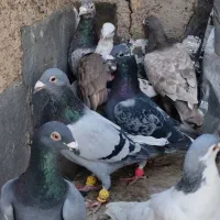 ۹ عدد پرشی دیوانه|پرنده|قزوین, |دیوار