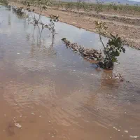 معاوضه باغ پسته با آب با خودرور