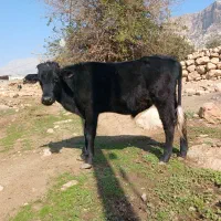 یک عددپل|حیوانات مزرعه|اندیکا, |دیوار