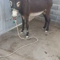الاغ