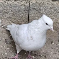 طوقی پلاکی سفید پرشی|پرنده|شاهینشهر, شهرک سایت|دیوار