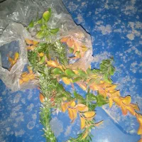 لوازم اکواریوم فروشی توافقی