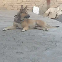 سگ ژرمن شپرد