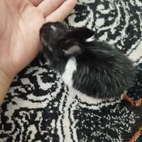 بچه خرگوش|موش و خرگوش|فسا, |دیوار