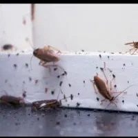 شرکت سمپاشی و موریانه زدایی سلامت با مجوز رسمی|خدمات نظافت|دزفول, |دیوار