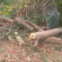 بریدن درختان مزاحم