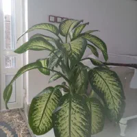 فروش گل دیفن زیبا وسرحال