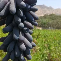 نهال گلدانی انگور موندراپ و سایر ارقام