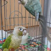 پرنده گرینچیک  (طوطی گرینچیک)