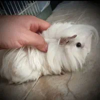 خوکچه ماده حامله