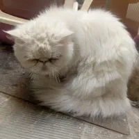 واگذار میشود