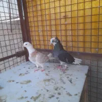 کبوترنروماده