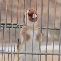 سهره نروماده