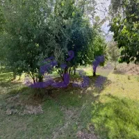 باغچه-مشجر-در-روستای-اتشان-زرین-دشت-فیروزکوه