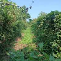 1218متر زمین و خانه ویلایی در لیسار زیبا|فروش خانه و ویلا|لیسار, |دیوار