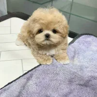 پودل مالتیز عروسکی سگ اپارتمانی