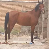 مادیان سه ساله عروسک