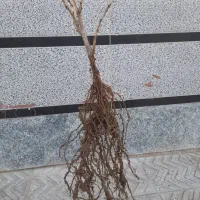 انواع نهال انگور اصلاح شده