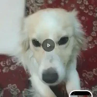 واگذاری سگ