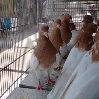 کبوتر رنگی کفتر کله زرد سینه سیاه