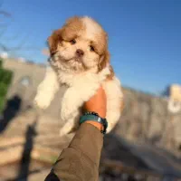 فروش سگ فانتزی