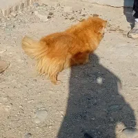 3 عدد سگ باهوش