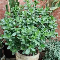 گل مار بسیار بزرگ وزیبا و انواع گلهای دیگر|گل و گیاه طبیعی|رشت, تازه آباد|دیوار