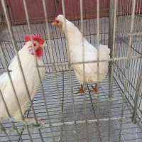 مرغ وخروس بوقلمون