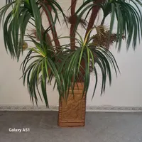 درخچه بزرگ نخل