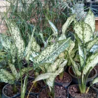 گلهای اپارتمانی در بی بیان بزرگ