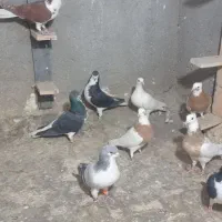 کبوتر رنگی اث|پرنده|تاکستان, |دیوار