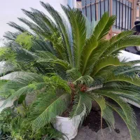 گل سیکاس|گل و گیاه طبیعی|رشت, ولکس|دیوار