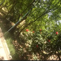 سوله-محوطه-خانه