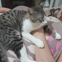 واگذاری گربه ماده دستی خونگی