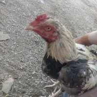 خروس جاوا اصیل|حیوانات مزرعه|ایرانشهر, |دیوار