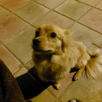 سگ اشپیتز روباهی گمشده،|سگ|کرمانشاه, |دیوار