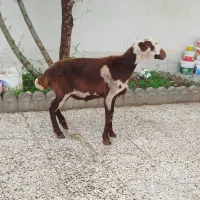 گوسفند پلنگی جوان چاق نزاییده برای قربانی و کشتار