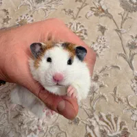 همستر مولد|موش و خرگوش|فردیس, شهرک ۱۱۰|دیوار