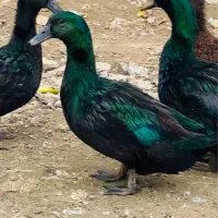 جوجه اردک کایوگا بیگ سایز