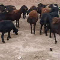 40راس کاور۲دندان  فروشی