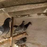 ۸عدد کفتر المانی ماده ۲عددسرکه ای ماده|پرنده|تهران, شیوا|دیوار