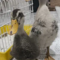 2اردک  سالم  معاوضه با خرگوش