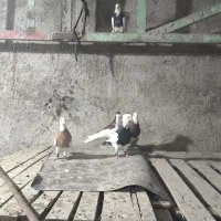 نر دوری درجه یک