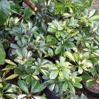 گل شلفرا،آکوبا|گل و گیاه طبیعی|رودسر, |دیوار