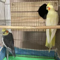 عروس هلندی جفت