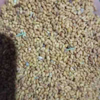 بذر یونجه محلی درجه یک اصل