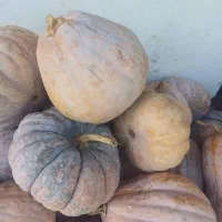 کدو محلی|حراج|سنگر, |دیوار