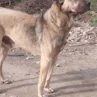 این سگ گم شده هرکس پیدا کند مژدگانی خوبی میدم